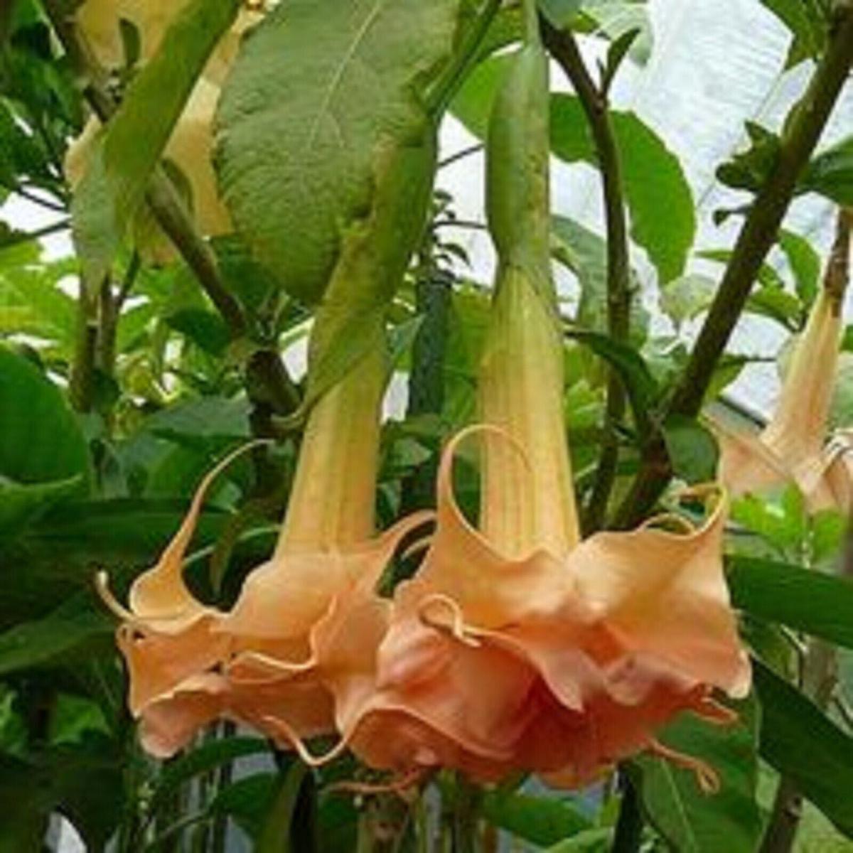 Green River Seeds 10 Angels Honeymoon Rose Angel Trumpet Seeds - Premium Brugmansia Flowers for Pots Patios & Cottage Gardens - Fast Growing Exotic Scented Blooms for Full Sun Zo