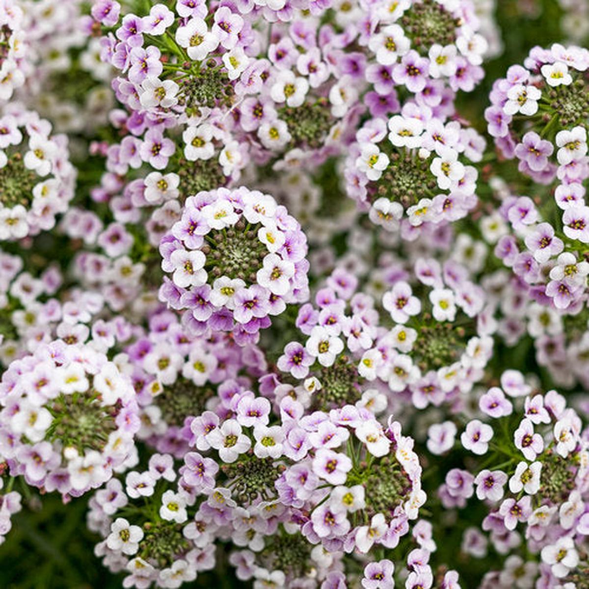 Green River Seeds 25 Sweet Alyssum Blushing Pink Seeds - Tiny Colorful Flowers for Spring and Fall Gardening, Ideal for Hanging Baskets and Pathways