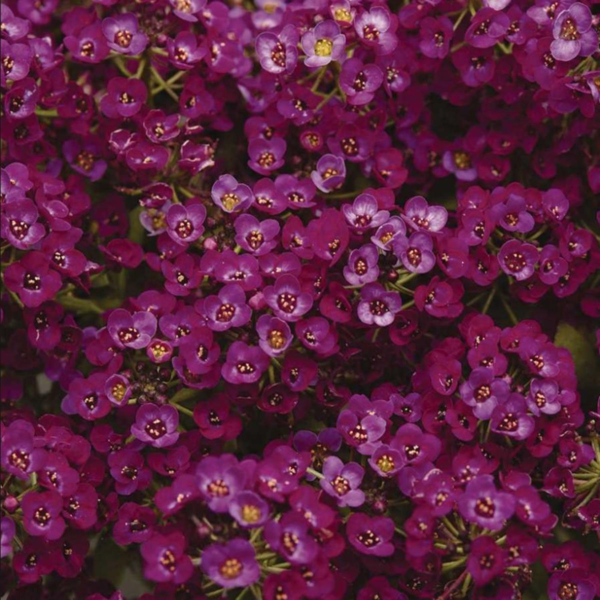 Green River Seeds 25 Sweet Alyssum Mulberry Seeds - Tiny Colorful Flowers for Spring and Fall Gardening, Ideal for Hanging Baskets and Pathways
