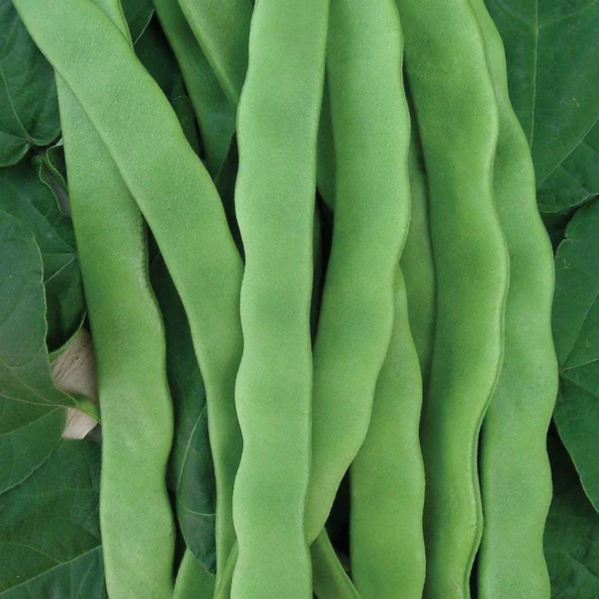 Hilda Romano Bean Pole West Coast Seeds