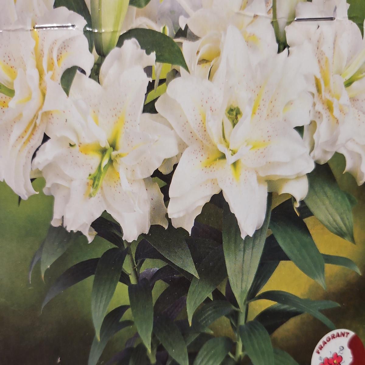 Lily - Double Oriental Roselily Sita