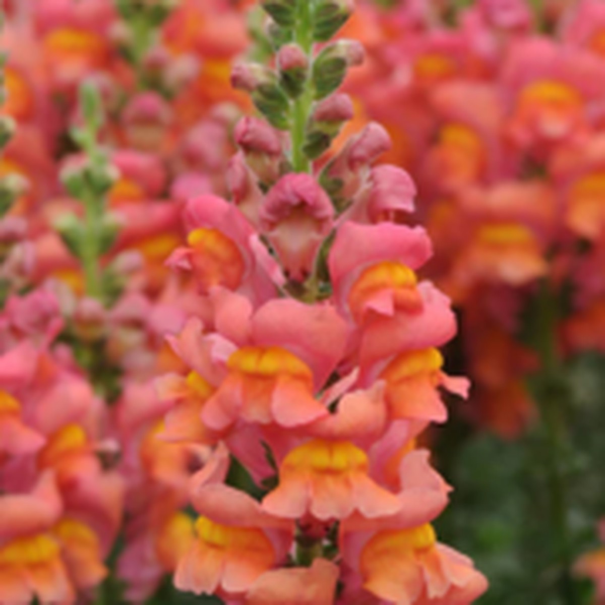 Potomac Orange F1 Snapdragon West Coast Seeds