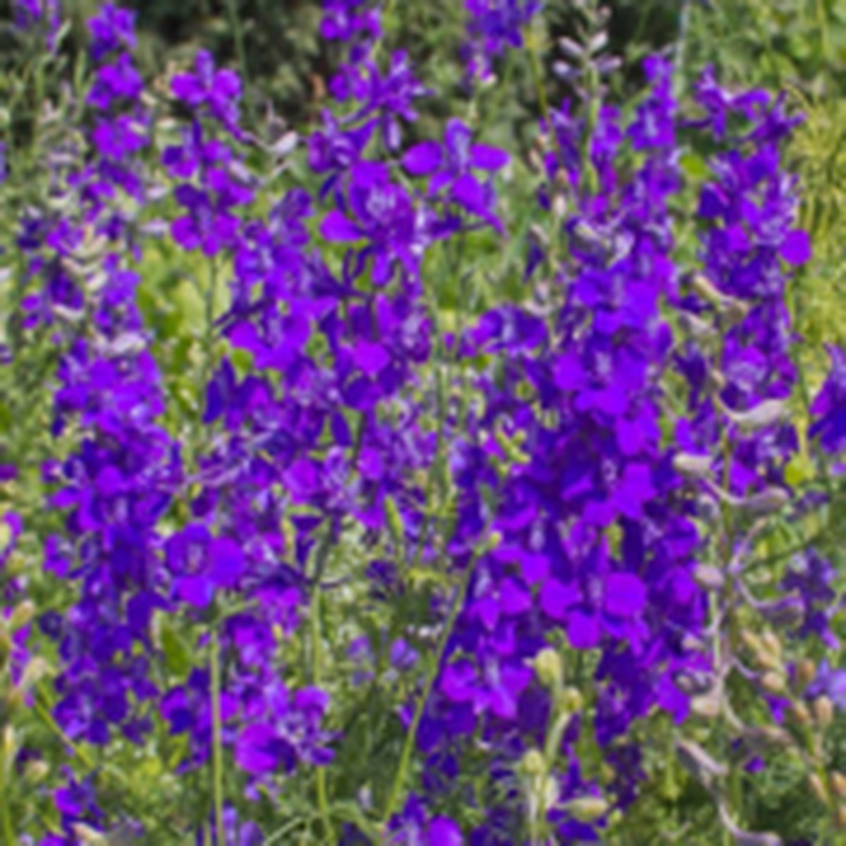 Rocket Larkspur Delphinium West Coast Seeds