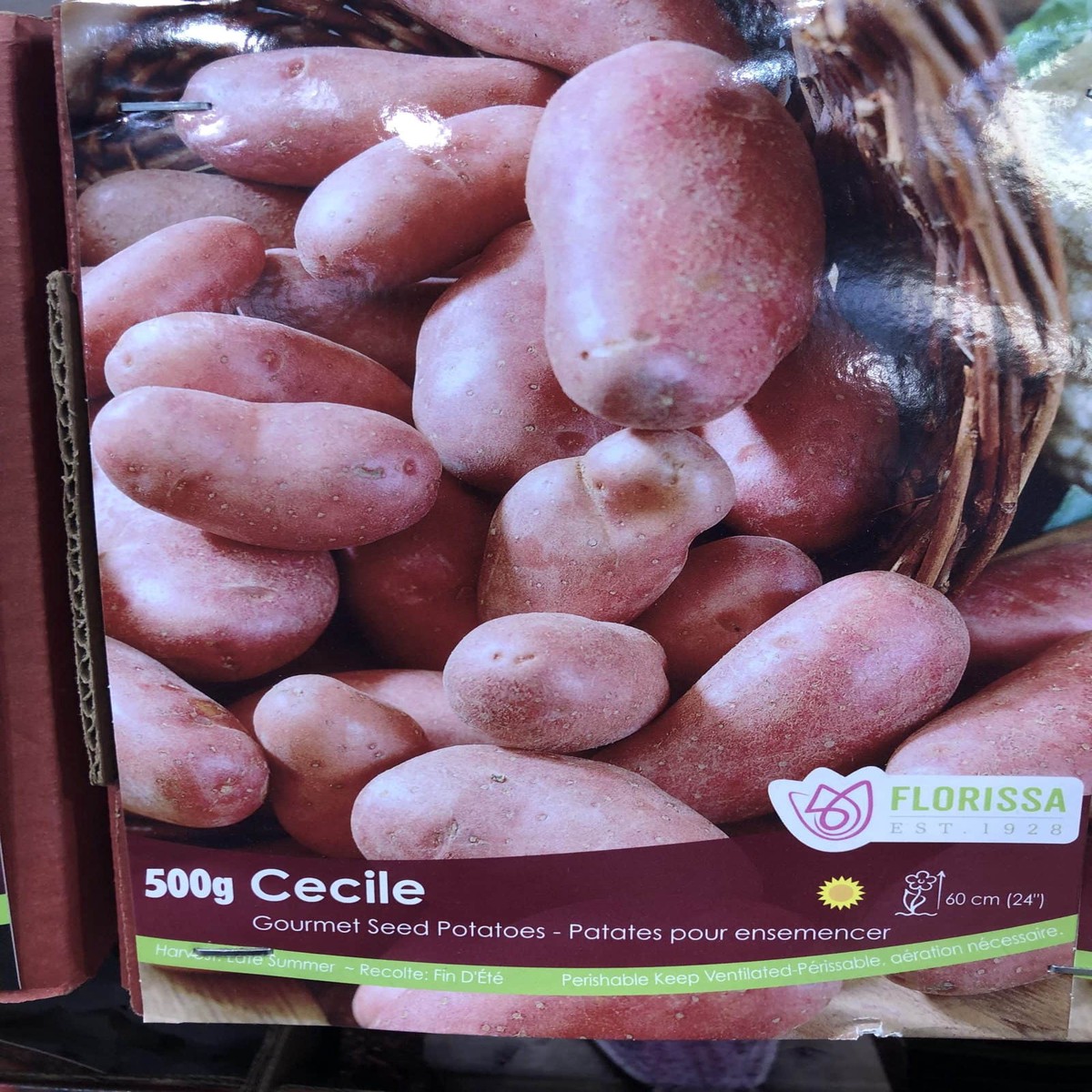 Spring Bulbs - Seed Potatoes Cecile-Florissa