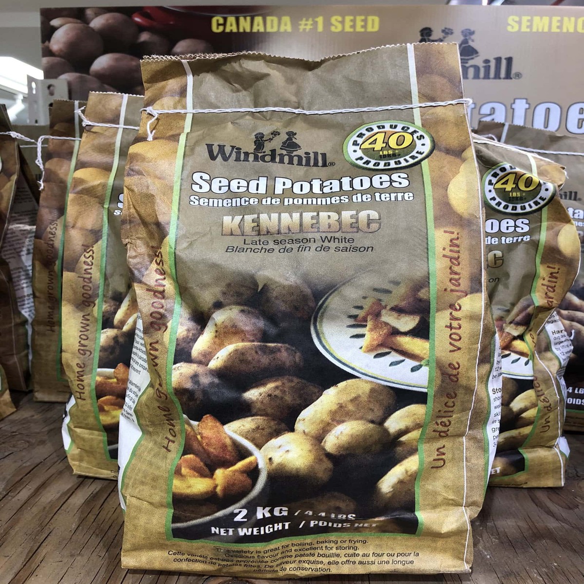 Spring Bulbs-Seed Potatoes Kennebec-Windmill