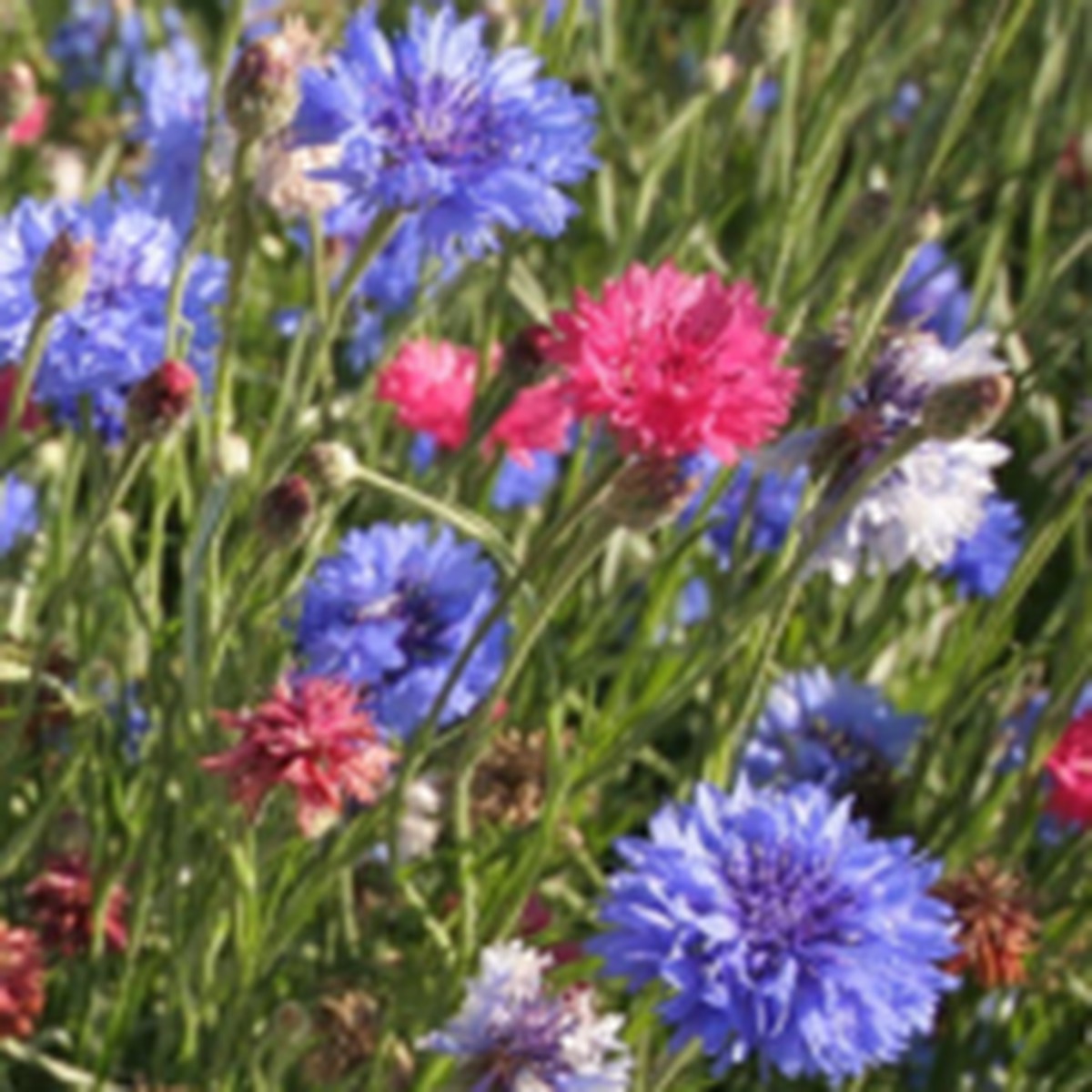 Tall Mixed Cornflower West Coast Seeds