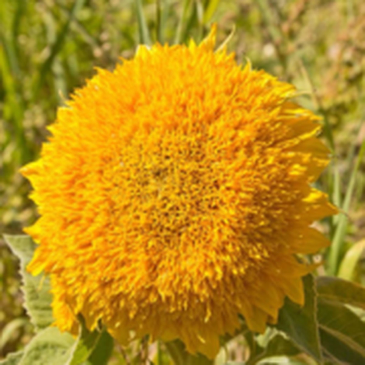Teddy Bear Sunflower West Coast Seeds