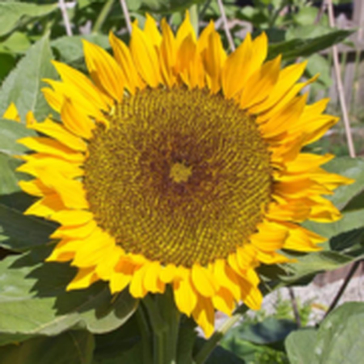 Zohar Organic F1 Sunflower West Coast Seeds