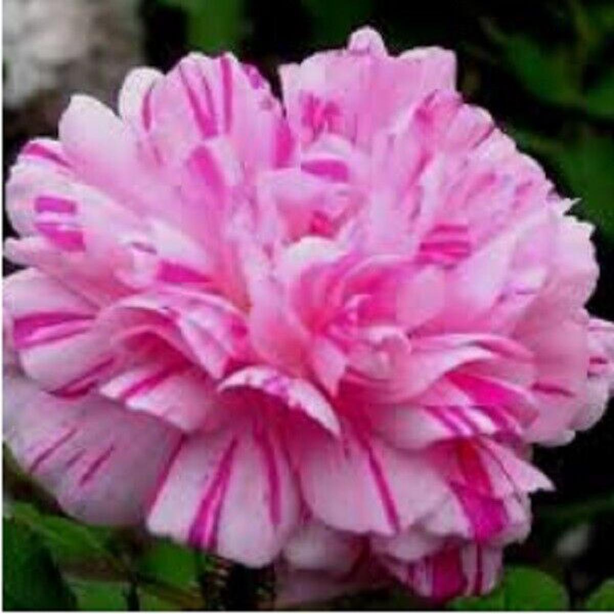 100 Double Light Pink White Moss Rose Seeds Perennial Flowers Seed 181 USA SELLE