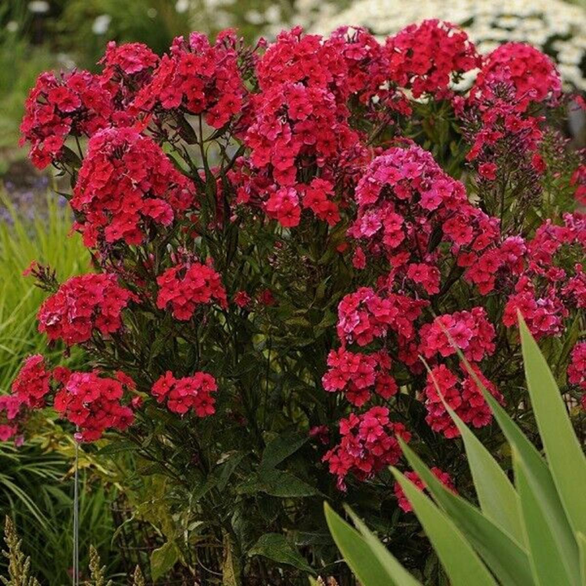 50 Red Riding Hood Phlox Seeds Flower Perennial Seed Flowers Butterfly 790