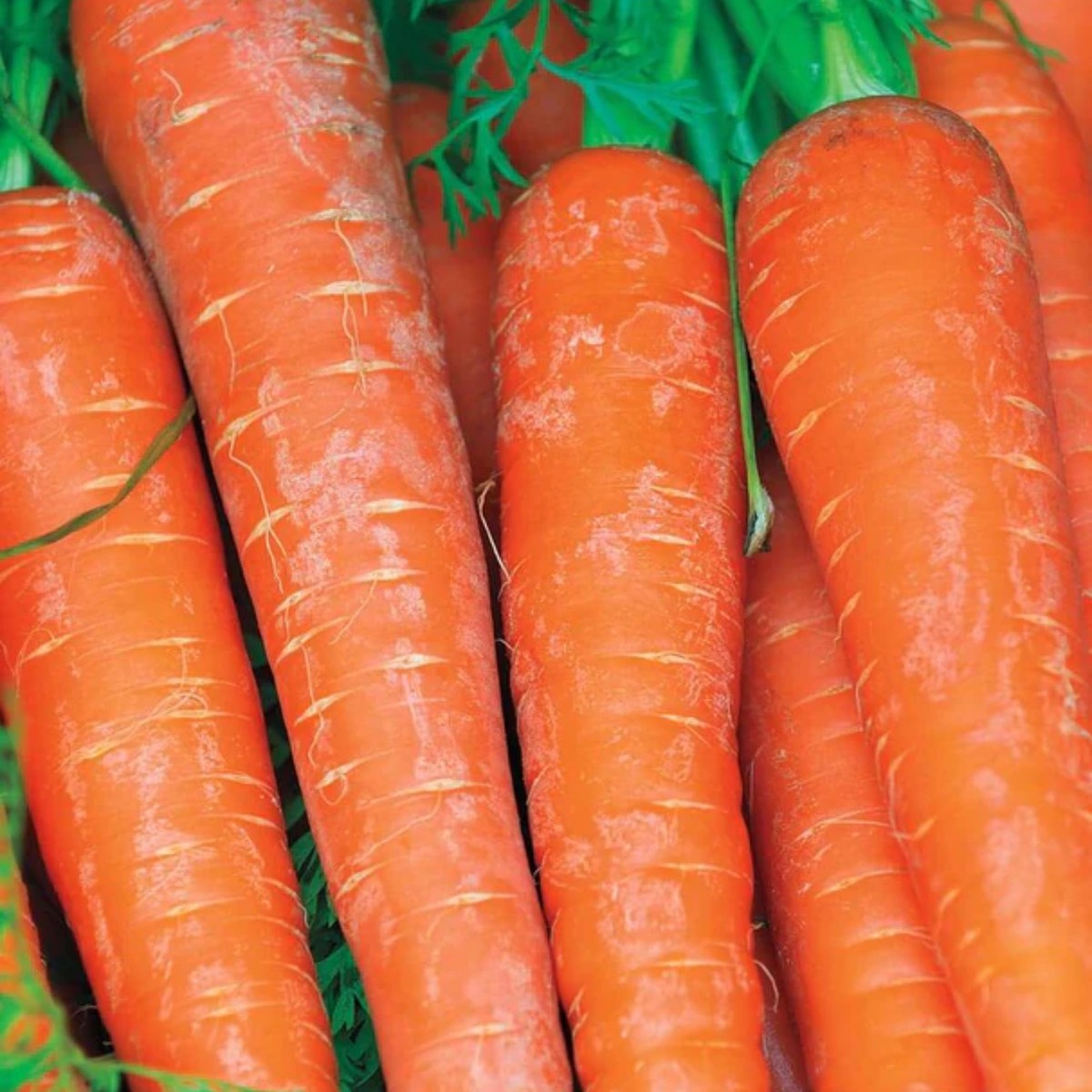 Bolero Pelleted F1 Carrot West Coast Seeds