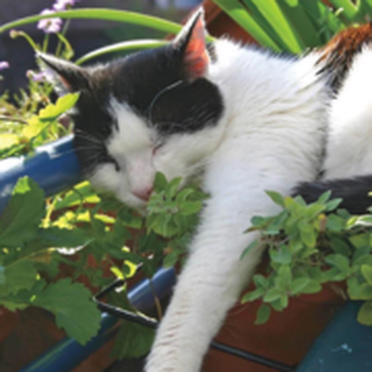 Catnip Herb West Coast Seeds