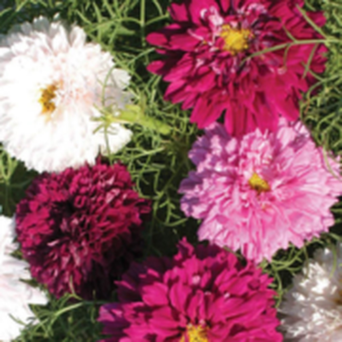 Double Click Assorted Cosmos Flower Mix West Coast Seeds