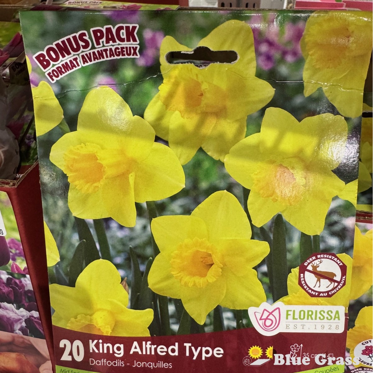 Fall Bulbs- King Alfred Type Daffodils - Florissa