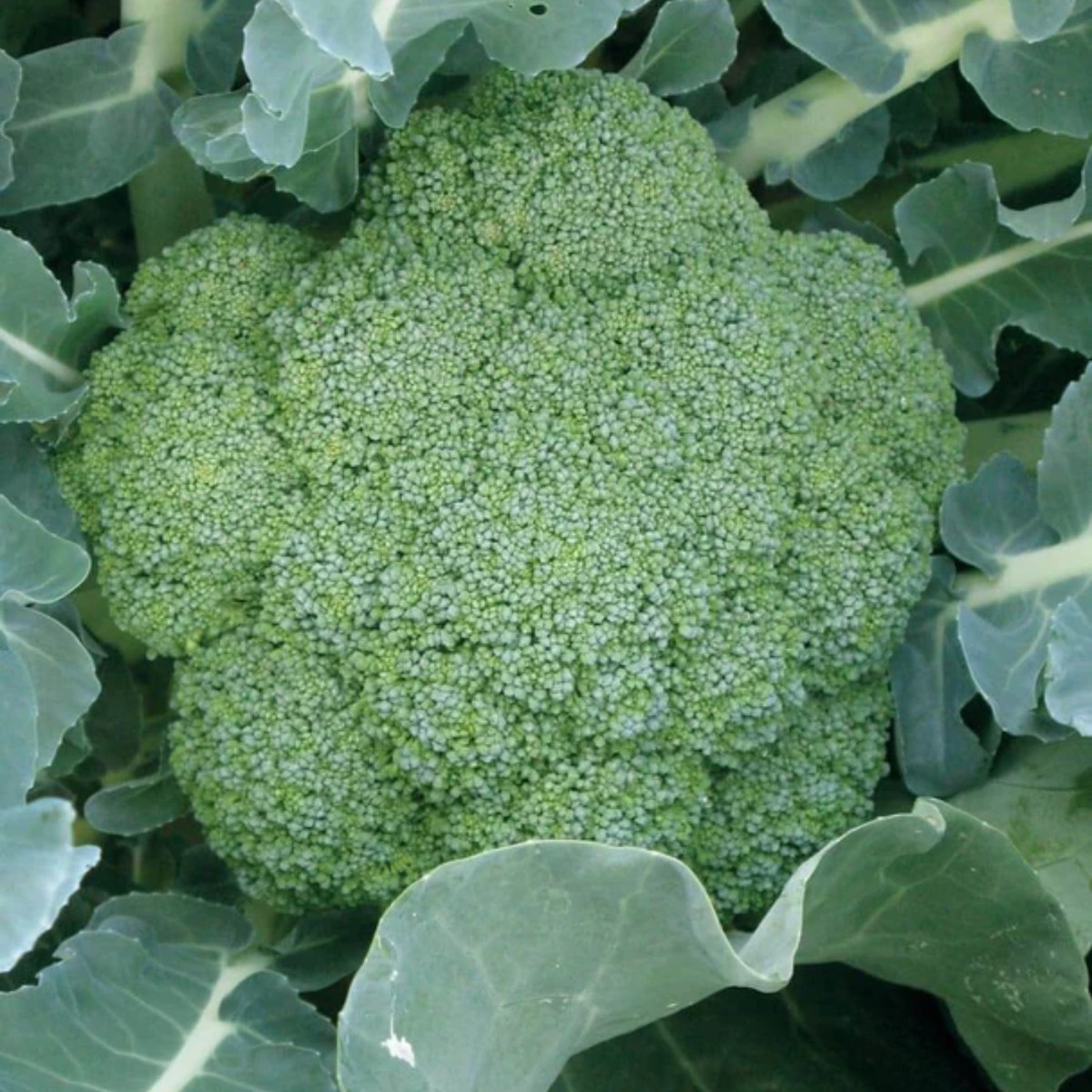 Green Magic Broccoli West Coast Seeds