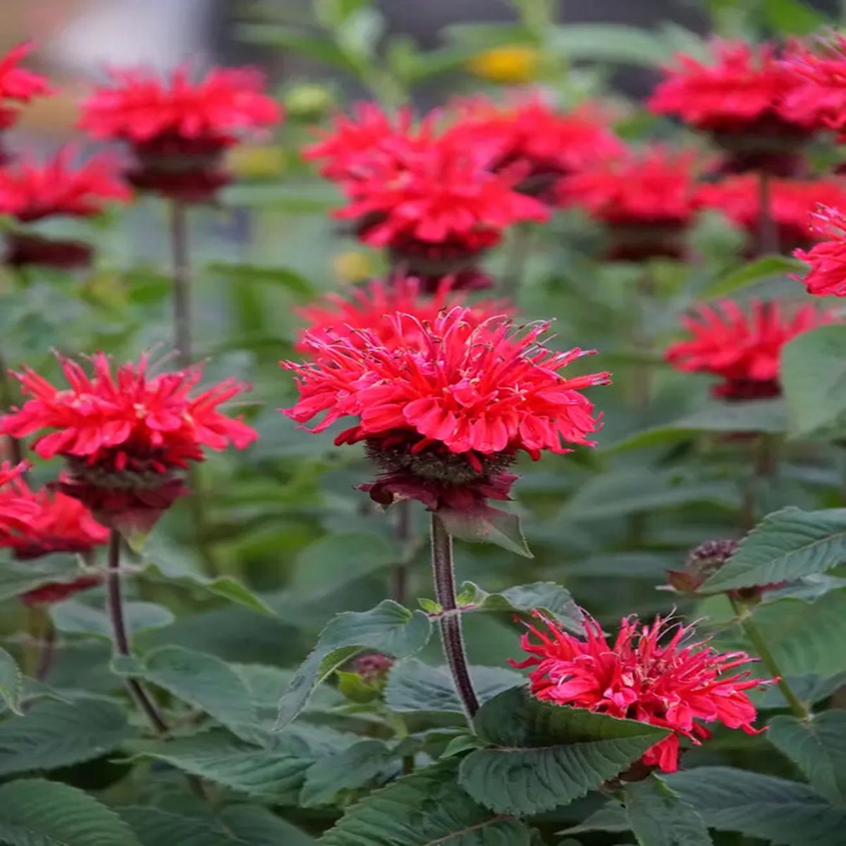 Green River 100 Bee Happy Bee Balm Seeds Premium Perennial Flower Seeds for Pollinator Gardens & Cut Flowers Drought-Tolerant Deer Resistant Fragrant Purple Blooms Ideal for Outd