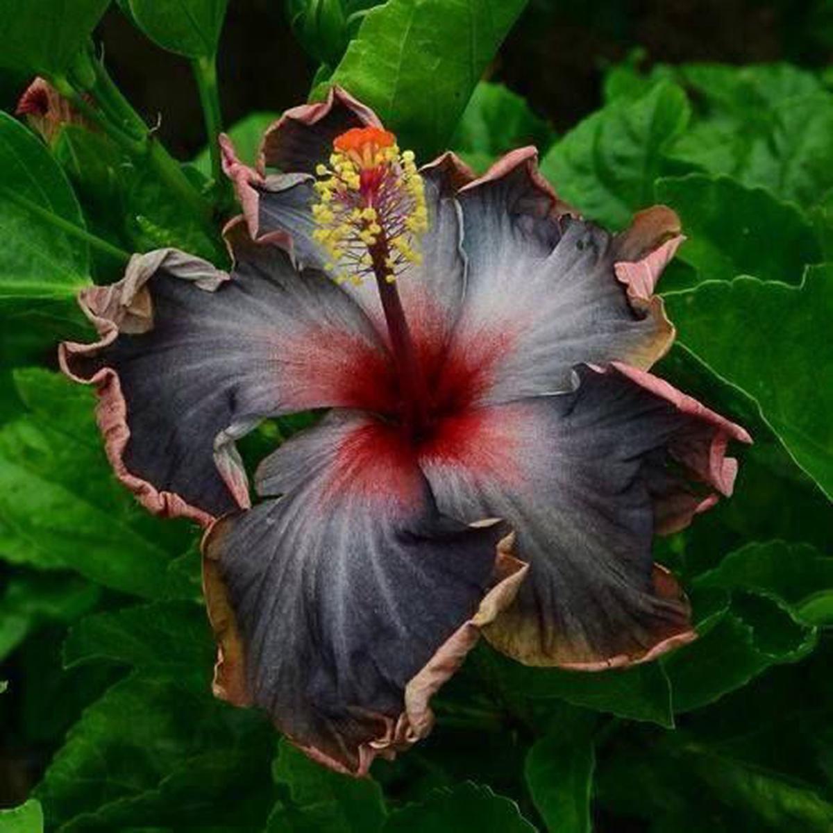 Green River 20 Black Pink Purple Hibiscus Seeds - Premium Perennial Flower Seeds Pack for Tropical & Pollinator Gardens, Hardy Outdoor Seeds for Full Sun & Well-Drained Soil, Vibrant Garden Blooms Att