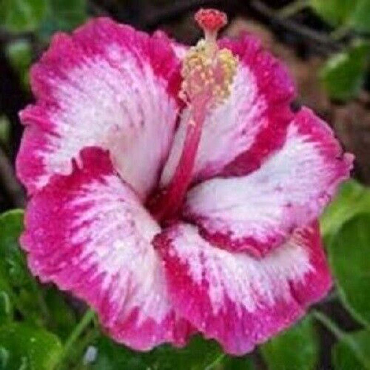 Green River 20 Pink Hibiscus Seeds - Premium Perennial Flower Seeds Pack for Tropical & Pollinator Gardens, Hardy Outdoor Seeds for Full Sun & Well-Drained Soil, Vibrant Garden B