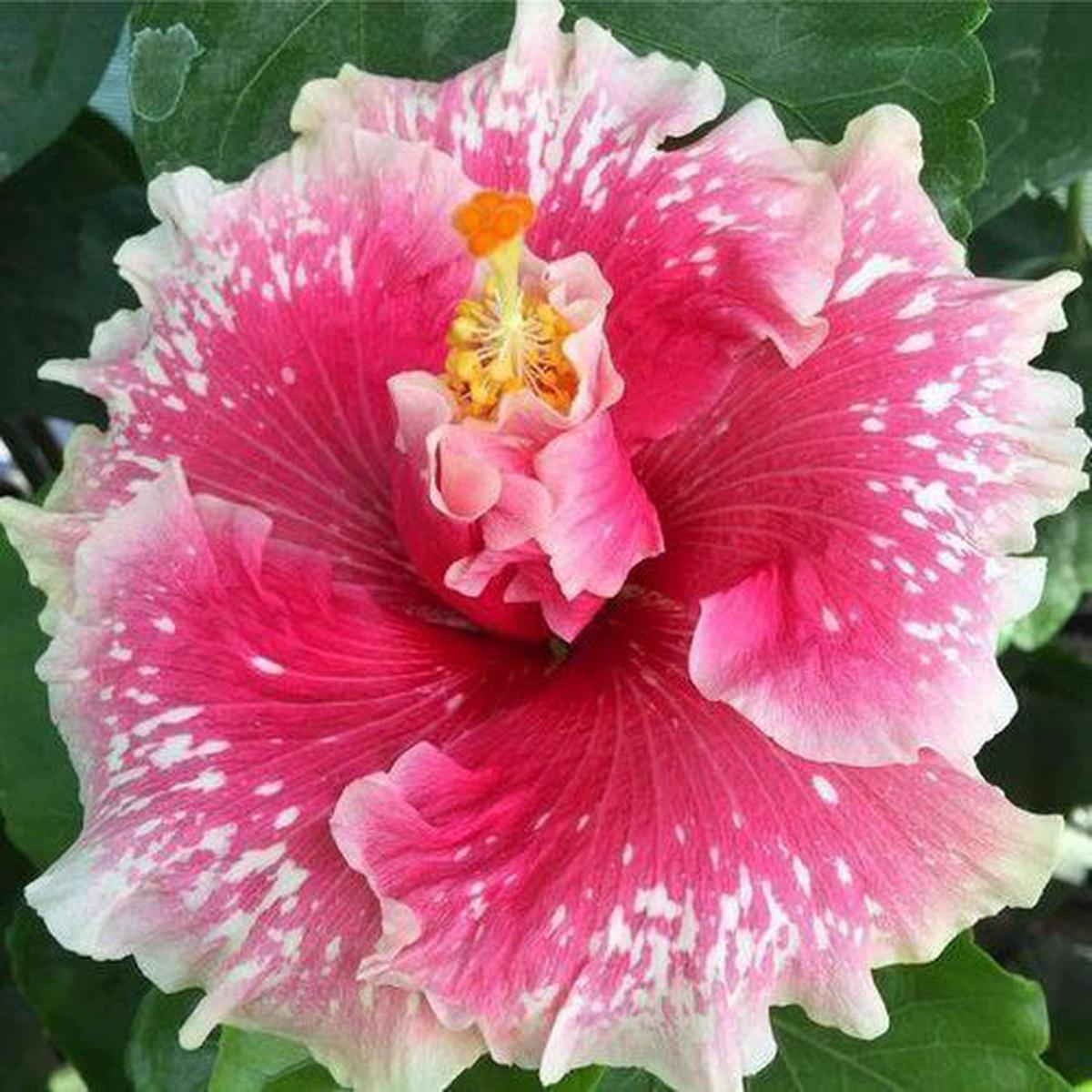 Green River 20 Pink White Hibiscus Seeds - Premium Perennial Flower Seeds Pack for Tropical & Pollinator Gardens, Hardy Outdoor Seeds for Full Sun & Well-Drained Soil, Vibrant Garden Blooms Attracting