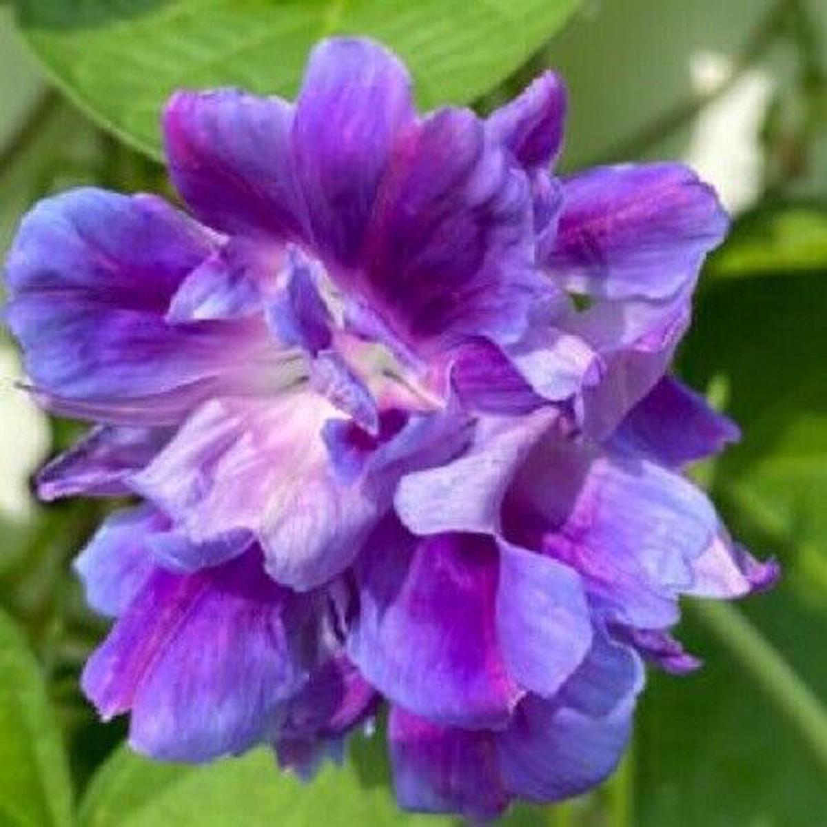 Green River 20 Spanish Blue Eyes Morning Glory Seeds- Flower Seed Pack, Climbing Vine, Full Sun Blooms, Annual-Perennial Mix, Pollinator Friendly, Premium Seeds for Trellis and F