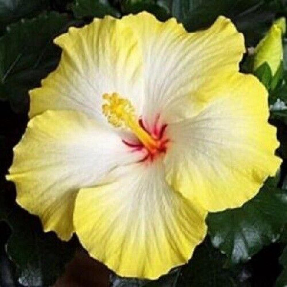Green River 20 Yellow White Hibiscus Seeds - Premium Perennial Flower Seeds Pack for Tropical & Pollinator Gardens, Hardy Outdoor Seeds for Full Sun & Well-Drained Soil, Vibrant Garden Blooms Attracti