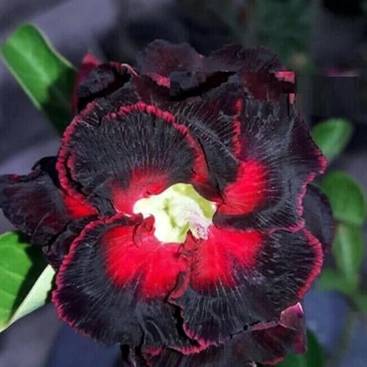 Green River 4 Black Lover Desert Rose Seeds - Premium Exotic Succulent Flower Seeds for Indoor Pots Bonsai & Tropical Decor Drought-Tolerant, Easy to Grow Unique Trunk, Premium S