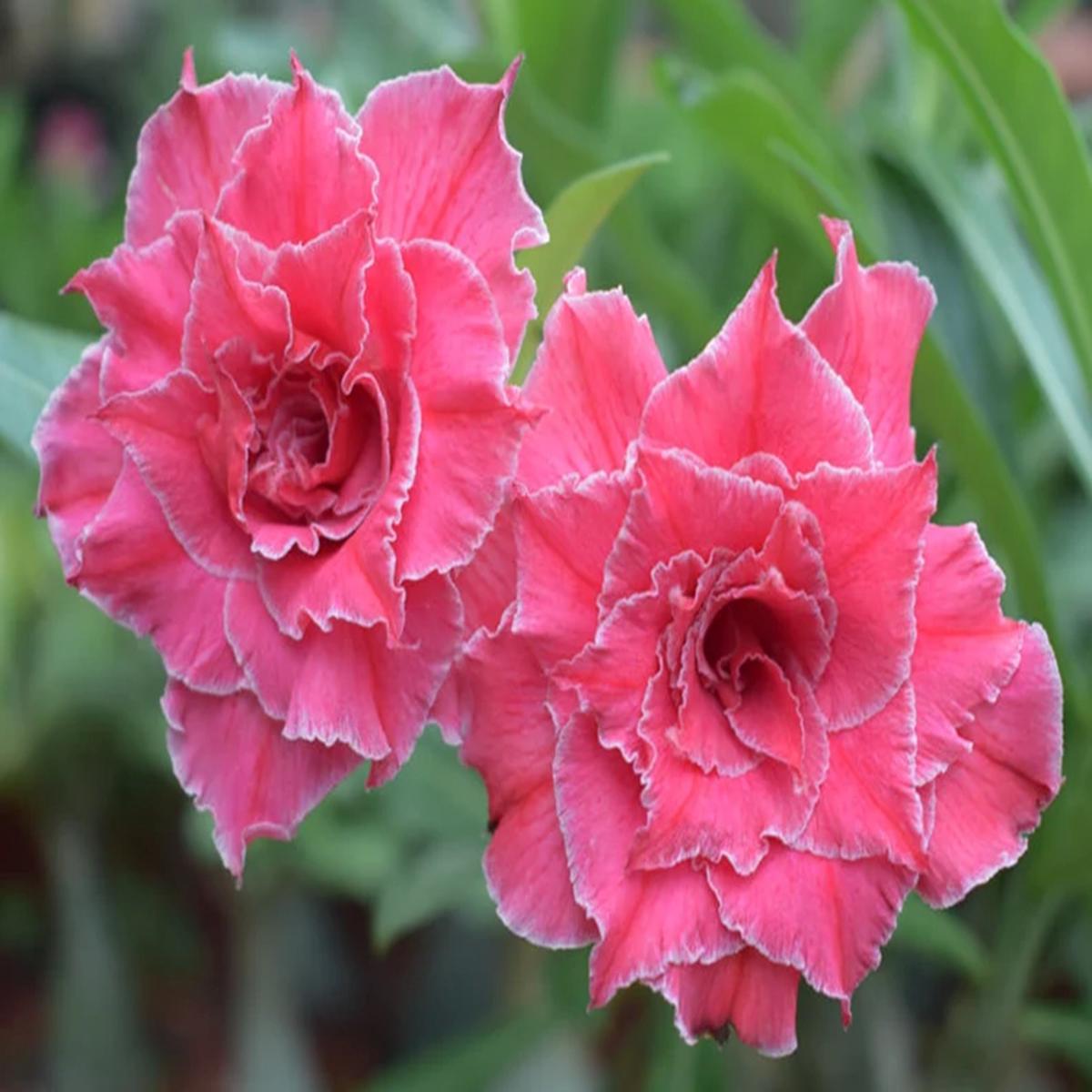 Green River 4 Double Bubble Gum White Desert Rose Seeds - Premium Exotic Succulent Flower Seeds for Indoor Pots Bonsai & Tropical Decor Drought-Tolerant, Easy to Grow Unique Trunk, Premium Seed Pack f