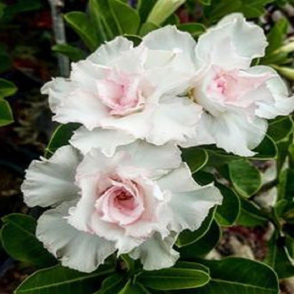 Green River 4 Double White Desert Rose Seeds - Premium Exotic Succulent Flower Seeds for Indoor Pots Bonsai & Tropical Decor Drought-Tolerant, Easy to Grow Unique Trunk, Premium Seed Pack for Collecto