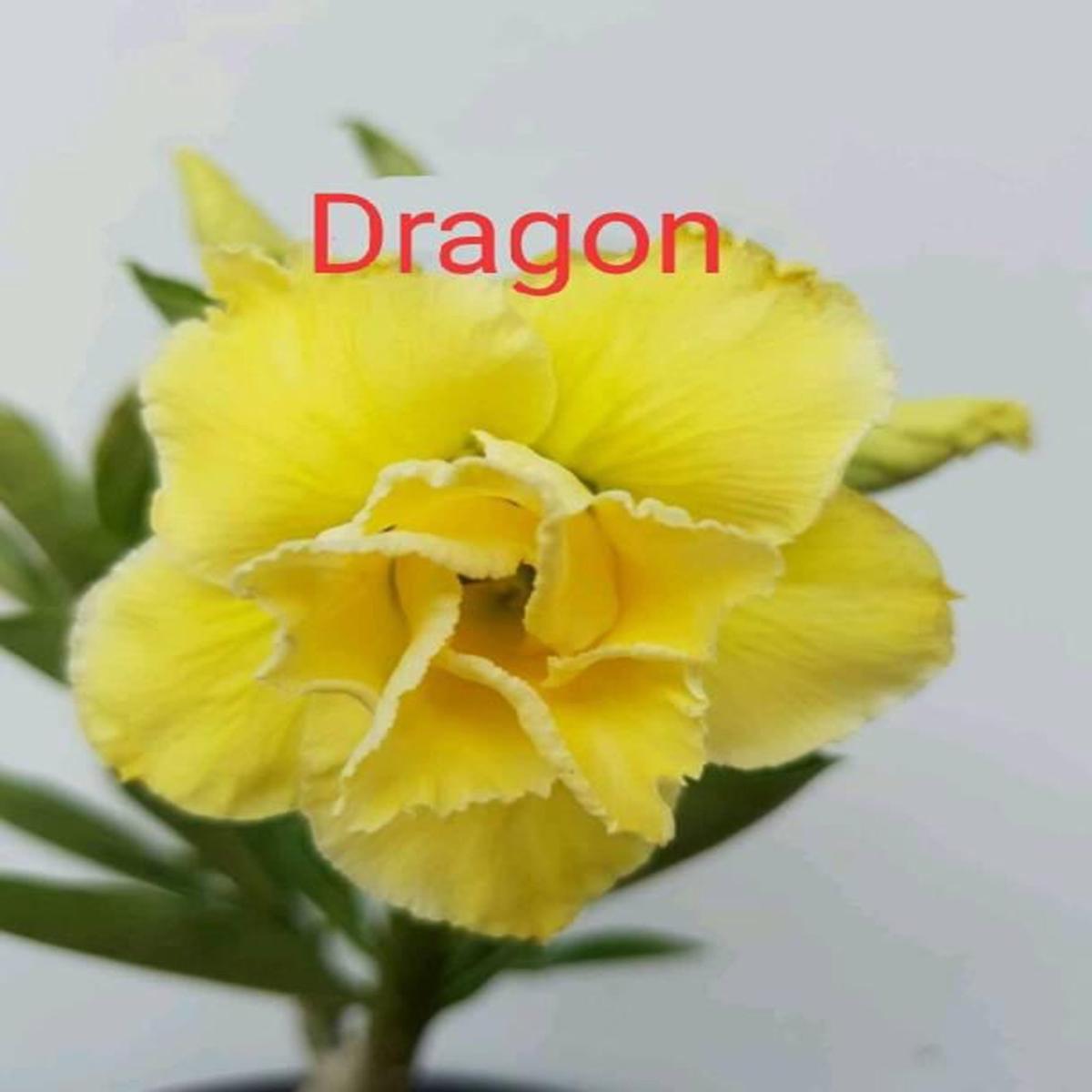 Green River 4 Dragon Desert Rose Seeds - Premium Exotic Succulent Flower Seeds for Indoor Pots Bonsai & Tropical Decor Drought-Tolerant, Easy to Grow Unique Trunk, Premium Seed P