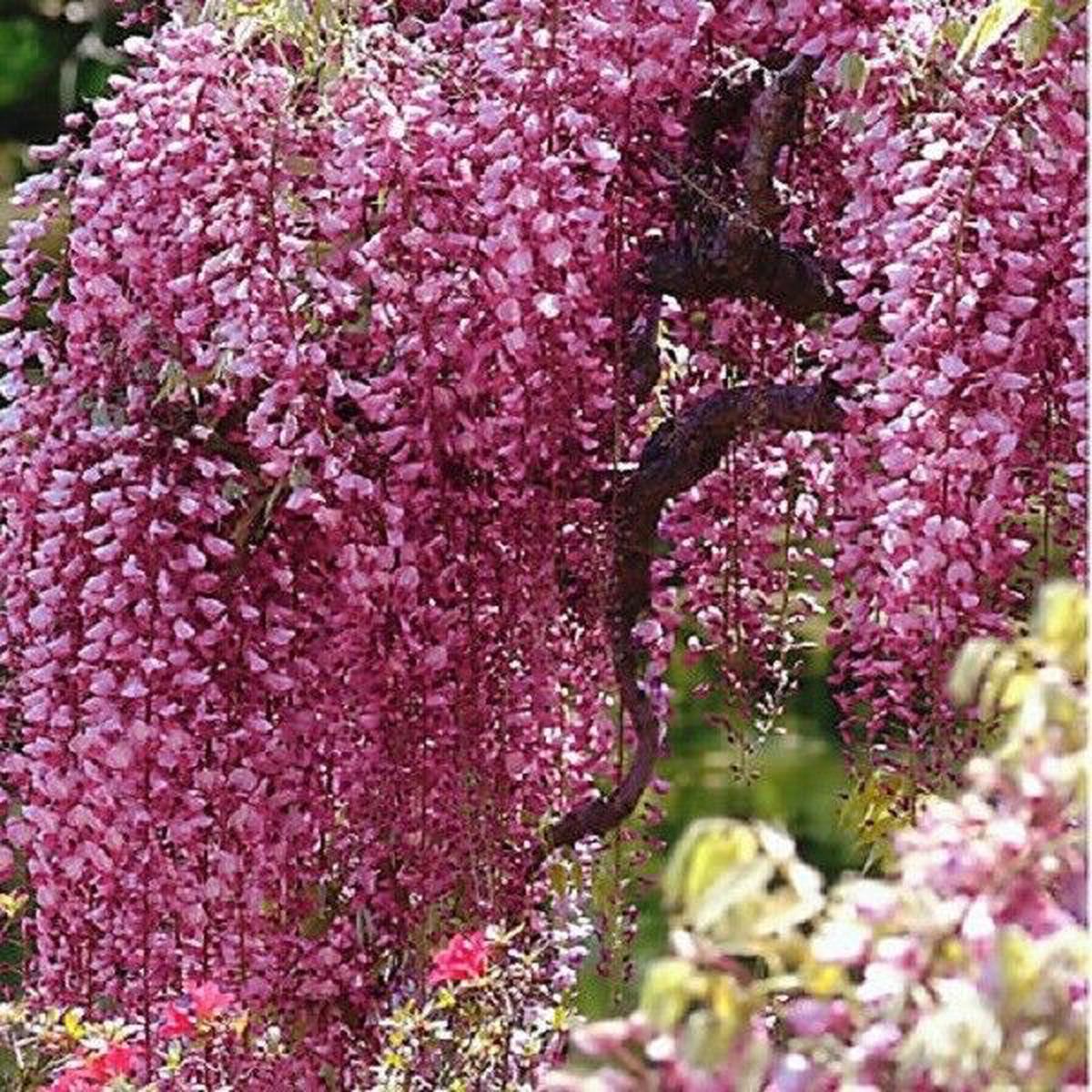 Green River 5 Bright Pink Chinese Wisteria Seeds - Premium Climbing Vine Seeds for Bonsai & Decor, Rare Fragrant Blooms, Full Sun, Up to 30 ft Tall