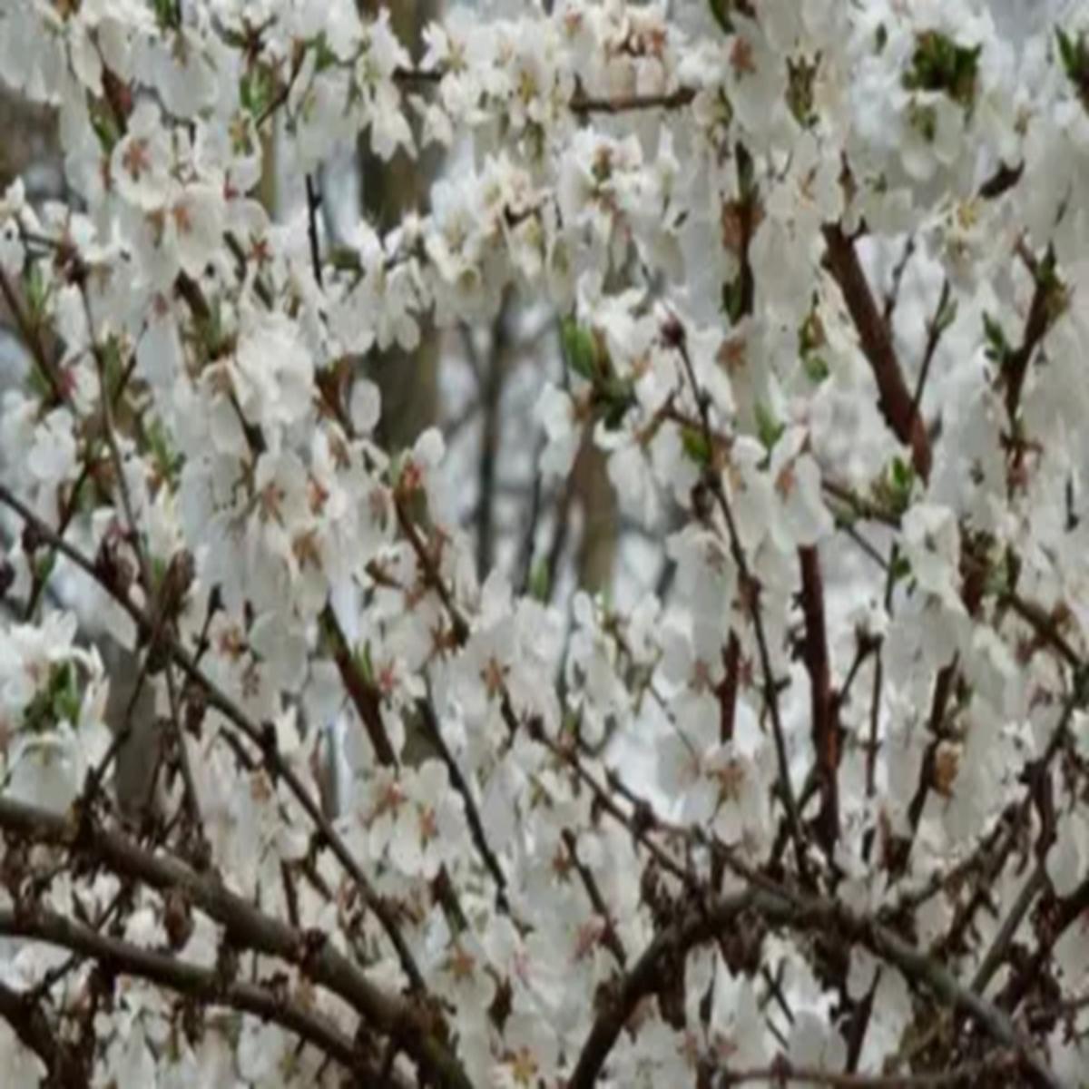Green River 5 Nanking Cherry Tree Seeds - Fragrant White Blossoms for Early Spring Gardening & Ornamental Landscaping