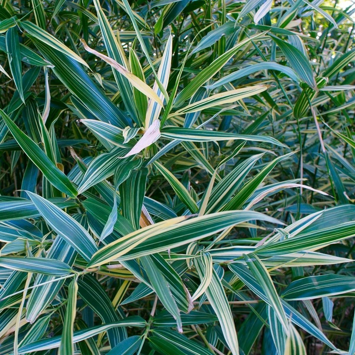 Green River 50 A Hiroshima Variegated Bamboo Seeds - Tall Bamboo Plant Seeds for Privacy Screens & Garden Landscaping  Premium Bamboo Seeds for Planting Outdoors or in Pots  No