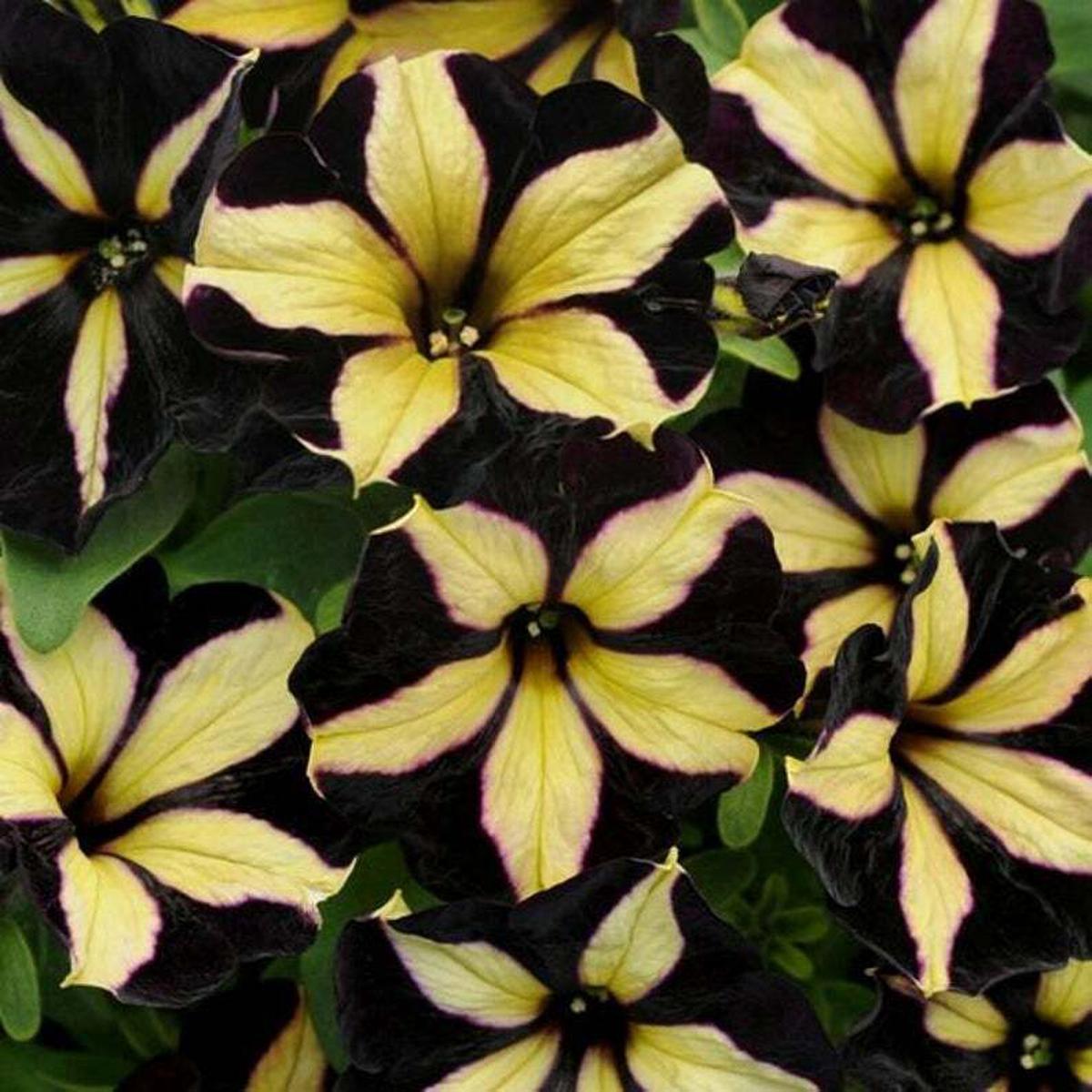 Green River 50 Black Yellow Petunia Seeds - Decor Decoratives for Pots, Premium Seeds for Pots, Hanging Baskets & Flower Beds - Easy to Grow, Vibrant, Cascading Beauty - Full Sun, Spring to Fall Bloom