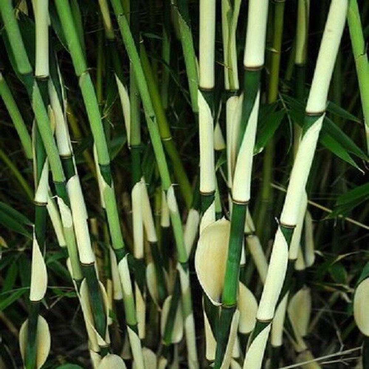 Green River 50 Fargesia Bamboo Seeds - Tall Bamboo Plant Seeds for Privacy Screens & Garden Landscaping  Premium Bamboo Seeds for Planting Outdoors or in Pots  Non-Invasive Fas