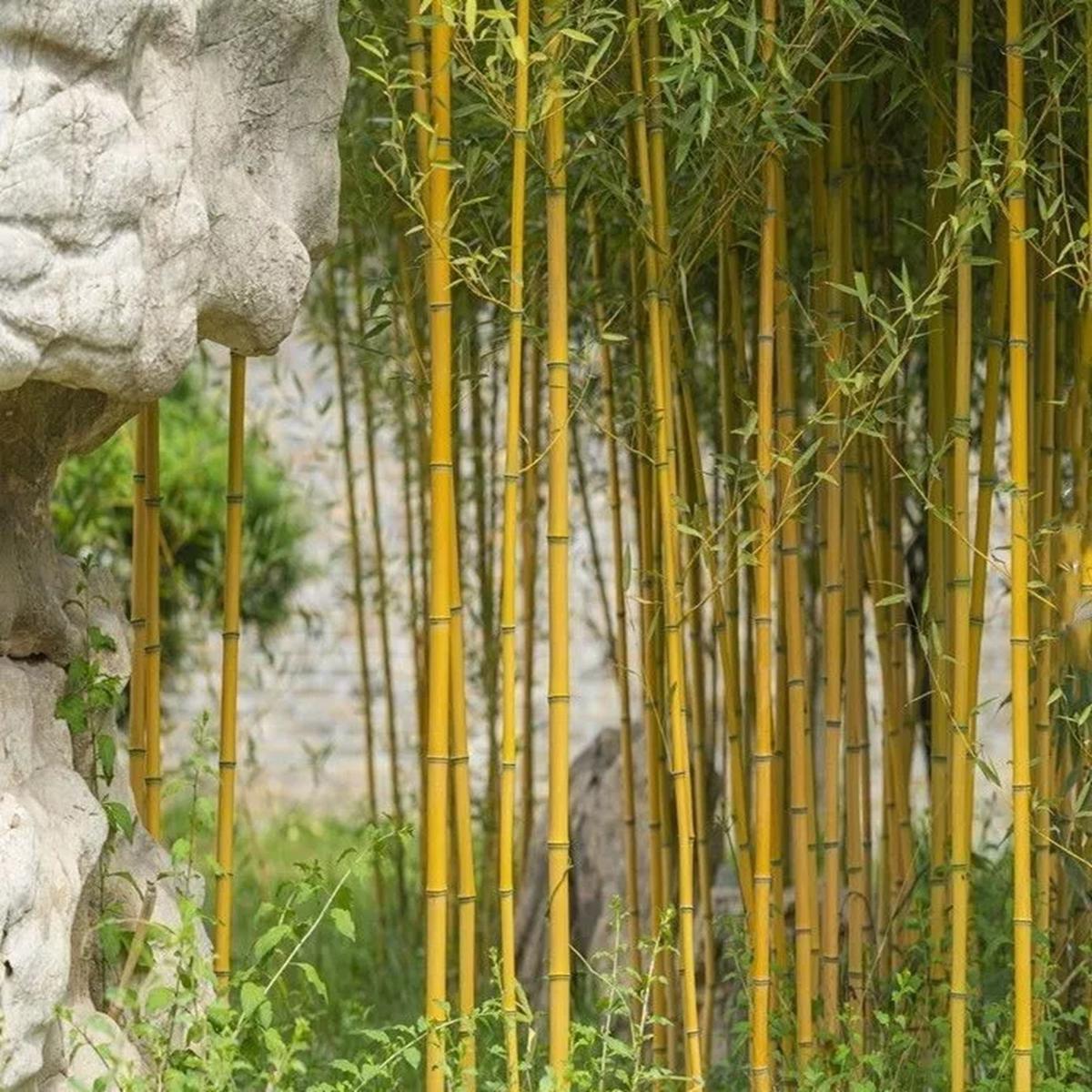 Green River 50 Golden Bamboo Seeds - Tall Bamboo Plant Seeds for Privacy Screens & Garden Landscaping  Premium Bamboo Seeds for Planting Outdoors or in Pots  Non-Invasive Fast-