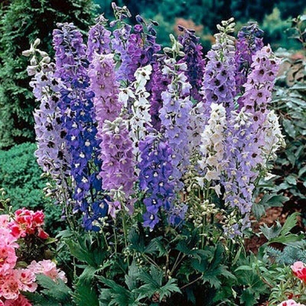 Green River 50 Magic Fountain Delphinium Seeds - Flower Seed Pack, Perennial Delphinium Flower Seeds, Tall Spikes for Borders, Premium Garden Plant Seeds for Planting