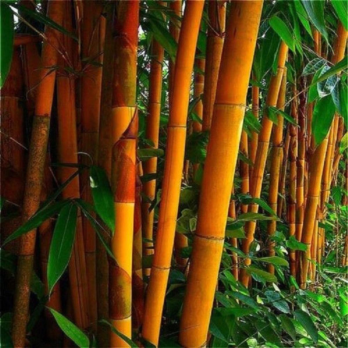 Green River 50 Orange Bamboo Seeds - Tall Bamboo Plant Seeds for Privacy Screens & Garden Landscaping  Premium Bamboo Seeds for Planting Outdoors or in Pots  Non-Invasive Fast-Growing Lawn Plants  See