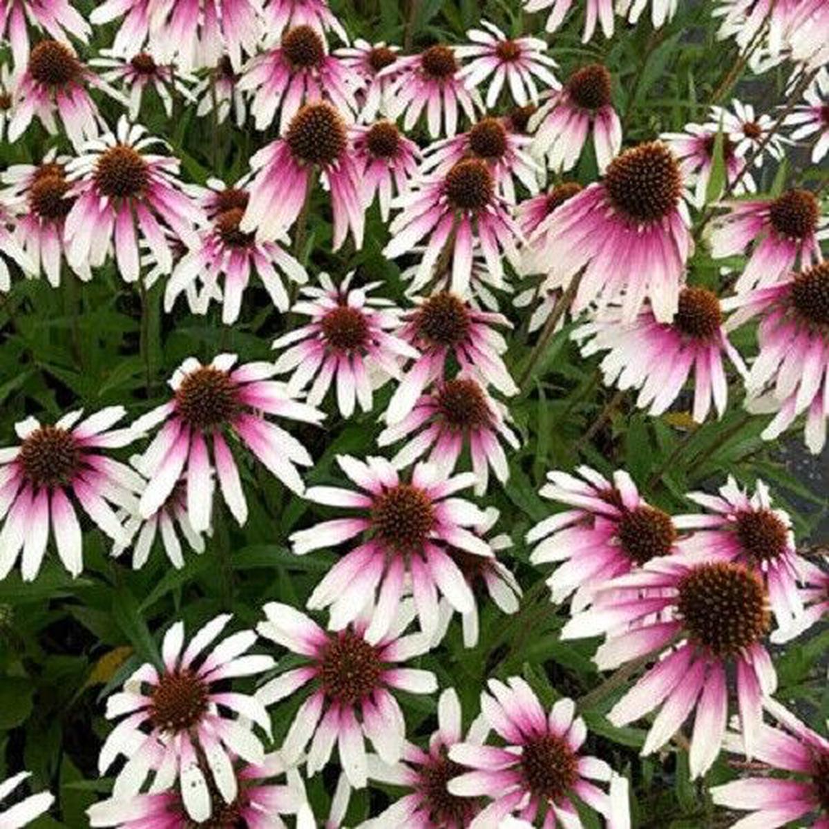 Green River 50 Pretty Parasols Coneflower Seeds - Drought-Tolerant Decor Seeds for Pollinator Gardens, Perennial Blooms, Ideal for Summer Conditions