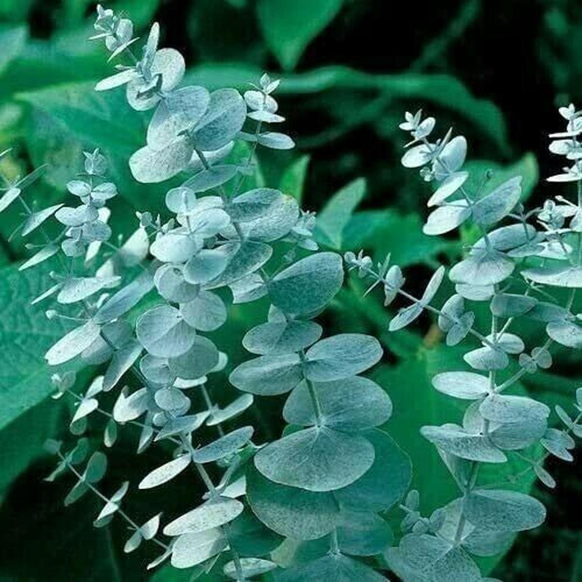 Green River 50 Silver Drop Eucalyptus Seeds  Premium Fragrant Seeds for Gardening, Bouquets & Wreaths  Fast-Growing, Drought-Tolerant Ornamental Plant  Ideal for Flower Beds, Containers & Cottage Gard