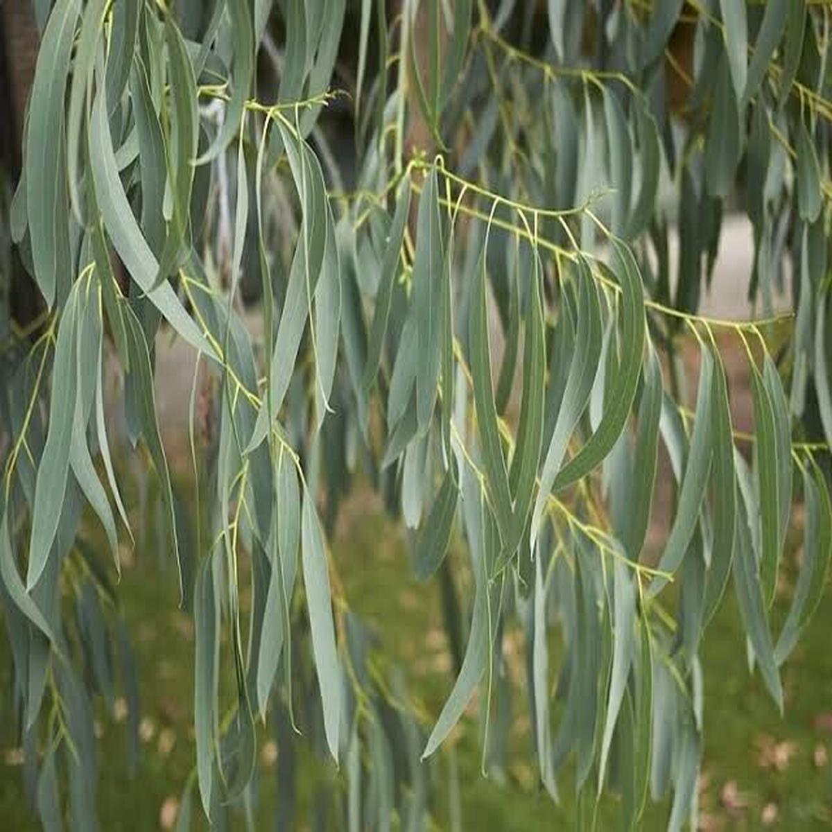 Green River 50 Spinning Gum Eucalyptus Seeds  Premium Fragrant Seeds for Gardening, Bouquets & Wreaths  Fast-Growing, Drought-Tolerant Ornamental Plant  Ideal for Flower Beds, Containers & Cottage Gar