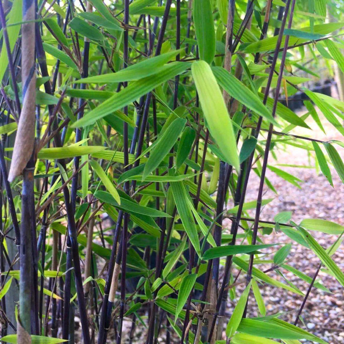 Green River 50 Winter Black Bamboo Seeds - Tall Bamboo Plant Seeds for Privacy Screens & Garden Landscaping  Premium Bamboo Seeds for Planting Outdoors or in Pots  Non-Invasive