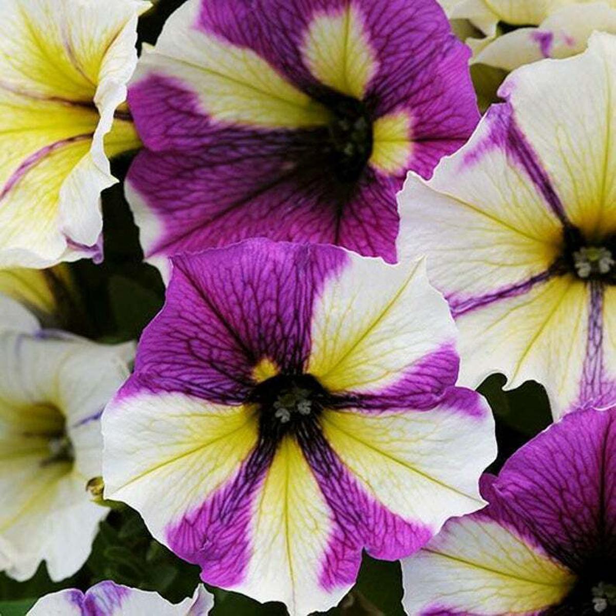 Green River 50 Yellow Purple White Petunia Seeds - Decor Decoratives for Pots, Premium Seeds for Pots, Hanging Baskets & Flower Beds - Easy to Grow, Vibrant, Cascading Beauty - F
