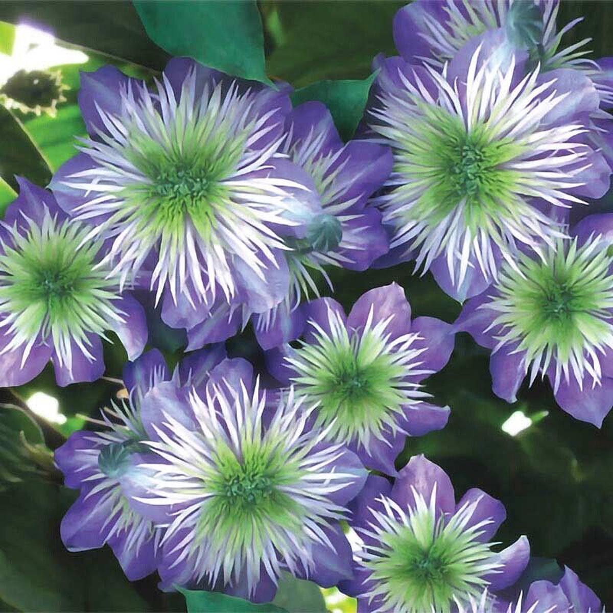 Green River Crystal Fountai Clematis Seeds - 25 Flower Seed Pack, Perennial Climbing Vine, Dried Clematis Plant Seeds for Fences and Trellises, All Seasons, USDA Zones 4-9