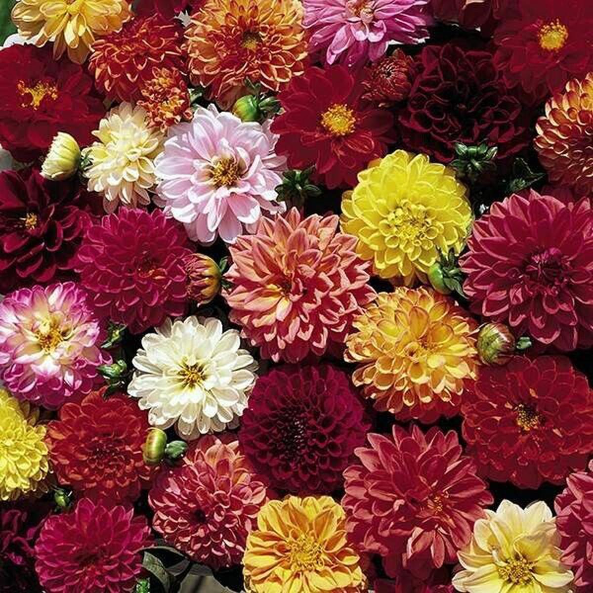 Green River Double Extreme Dahlia Perennial Flowers Seeds  25 Premium Dahlia Flower Seeds for Bouquets, Borders & Pots  Vibrant Summer Blooms with green Foliage  Full Sun Cott