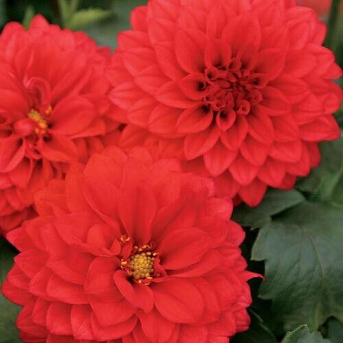 Green River Grande Topia Dahlia Perennial Flowers Seeds  25 Premium Dahlia Flower Seeds for Bouquets, Borders & Pots  Vibrant Summer Blooms with green Foliage  Full Sun Cottage Garden & Pollinator-Fri