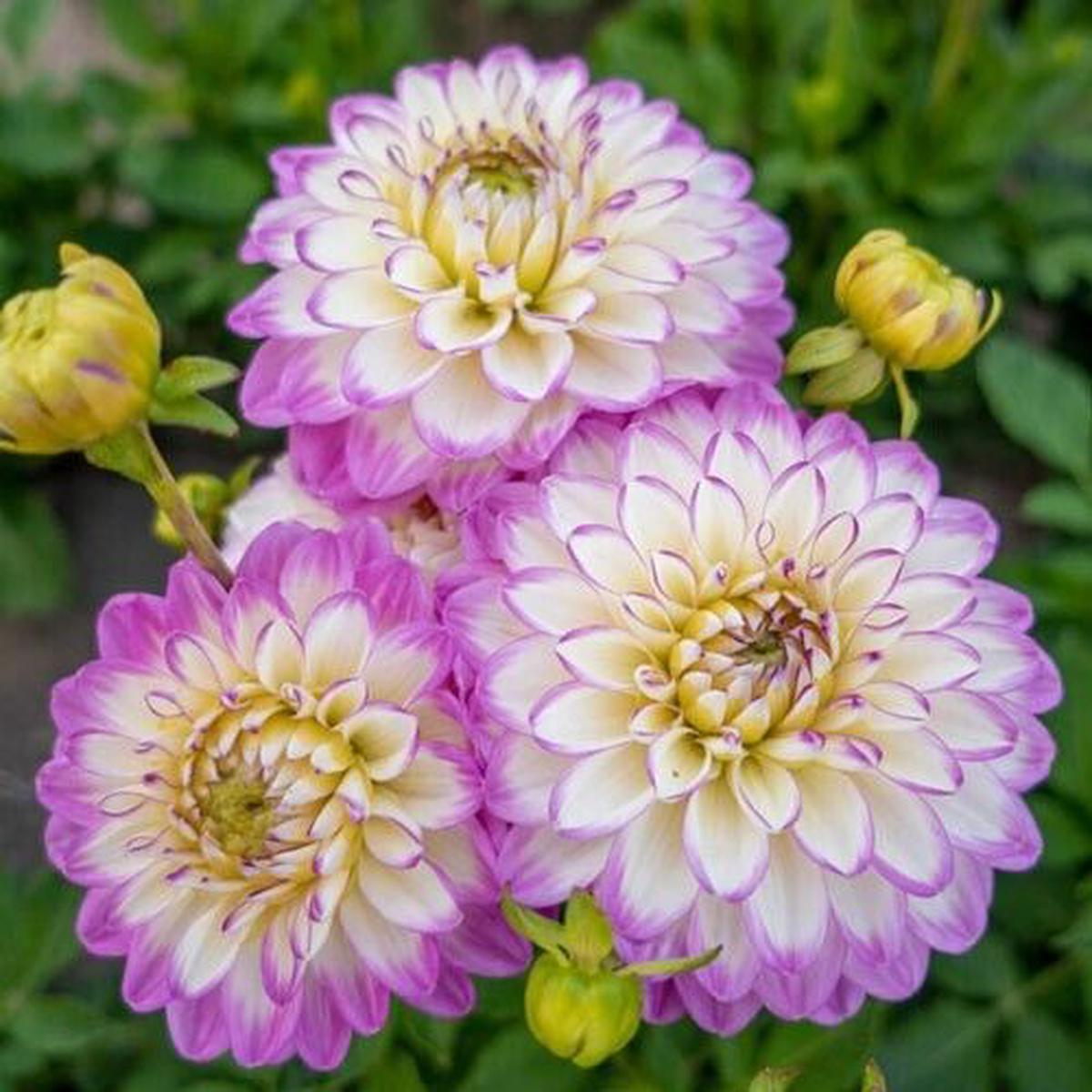 Green River Melody Dixie Dahlia Perennial Flowers Seeds  25 Premium Dahlia Flower Seeds for Bouquets, Borders & Pots  Vibrant Summer Blooms with green Foliage  Full Sun Cottag
