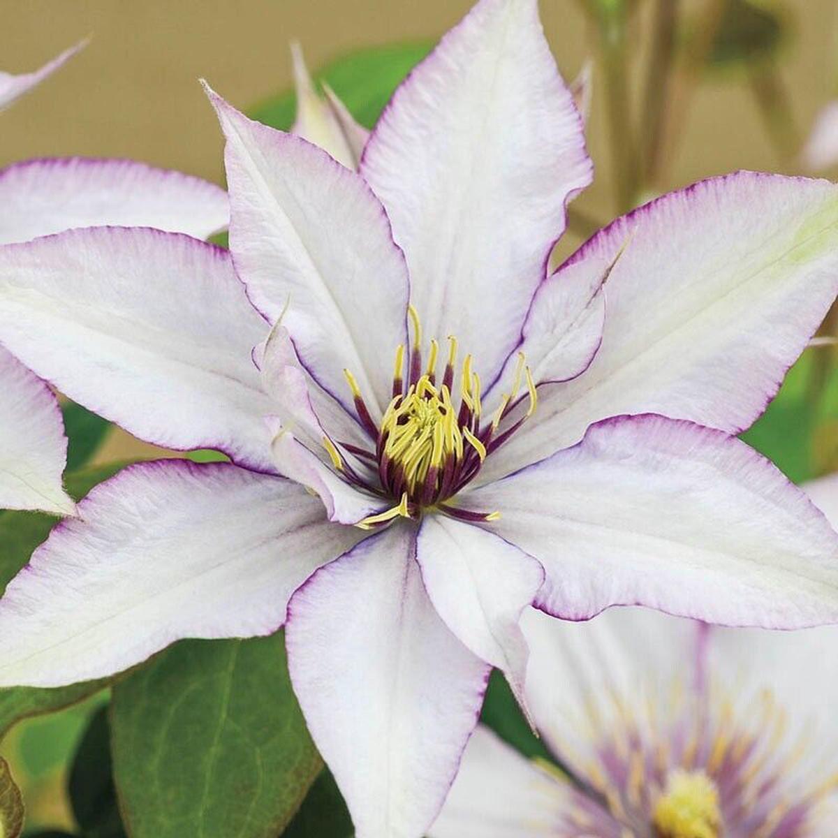 Green River Sammi Jo Clematis Seeds - 25 Flower Seed Pack, Perennial Climbing Vine, Dried Clematis Plant Seeds for Fences and Trellises, All Seasons, USDA Zones 4-9