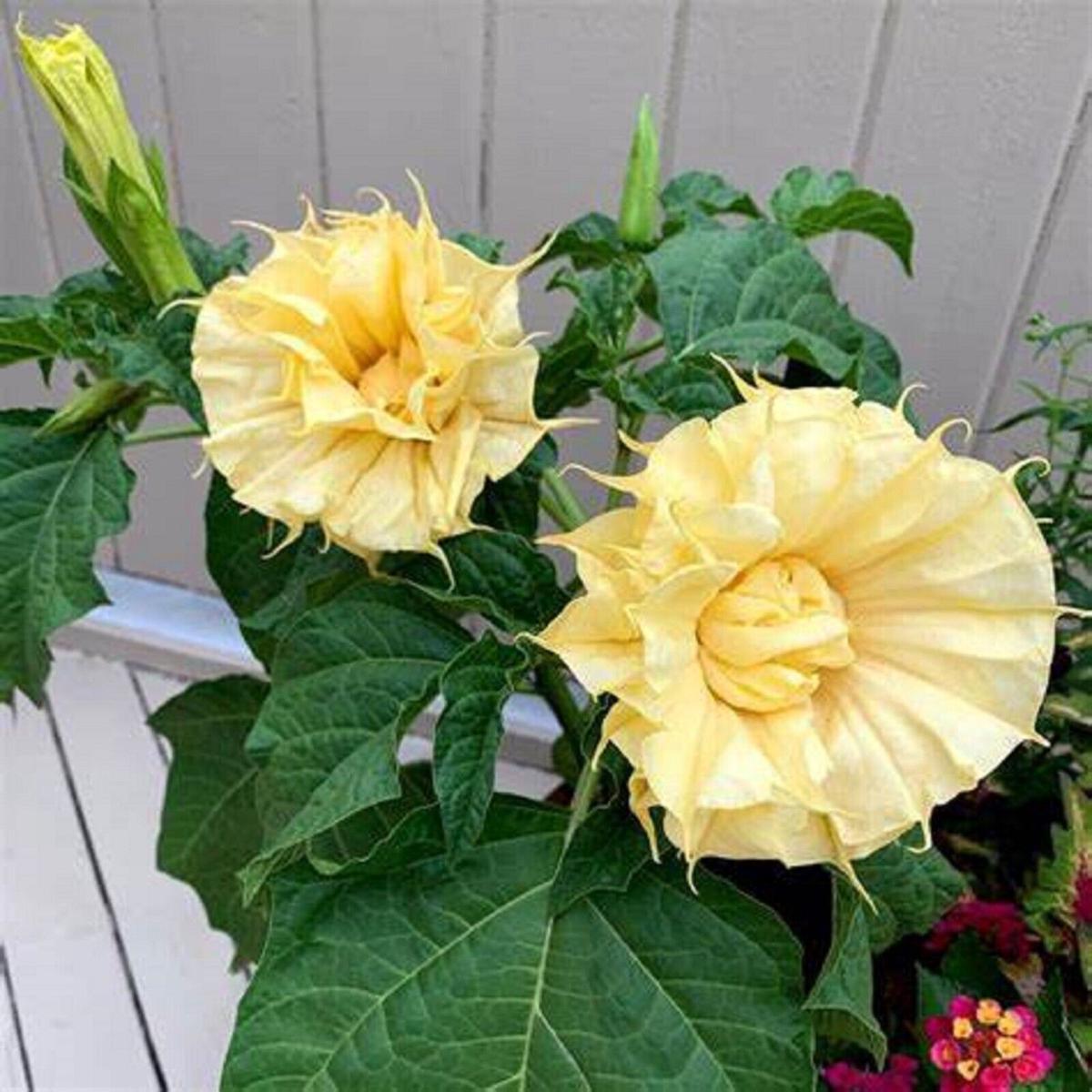 Green River Seeds 10 Ballerina Yellow Angel Trumpet Seeds - Premium Brugmansia Flowers for Pots Patios & Cottage Gardens - Fast Growing Exotic Scented Blooms for Full Sun Zones