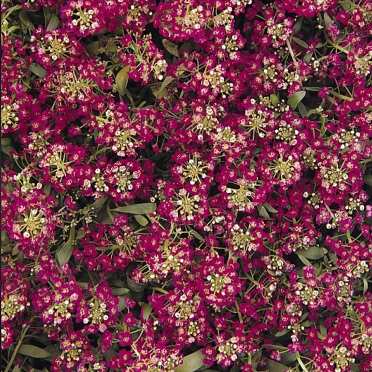 Green River Seeds 25 Sweet Alyssum Bright Purple Maroon Seeds - Tiny Colorful Flowers for Spring and Fall Gardening, Ideal for Hanging Baskets and Pathways