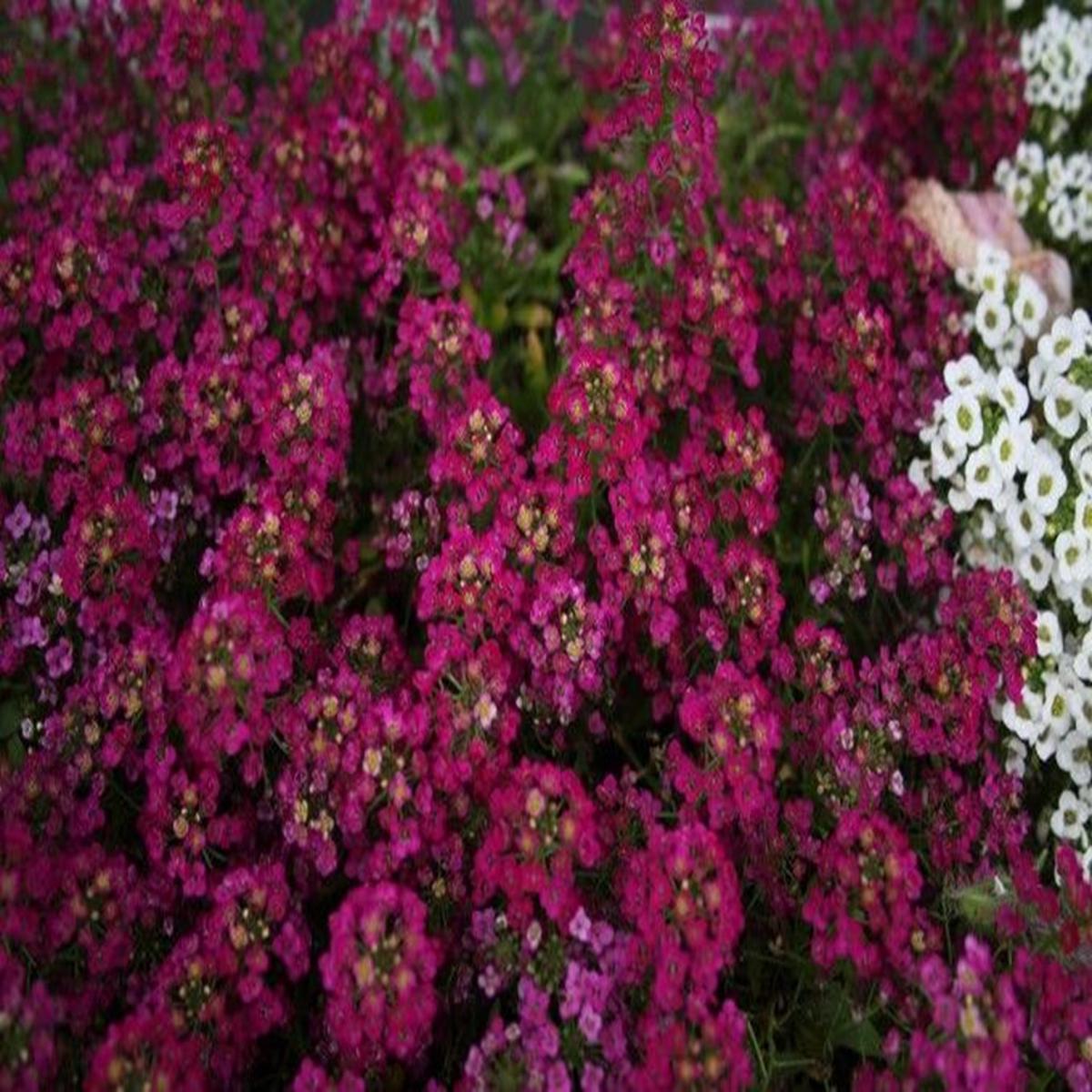 Green River Seeds 25 Sweet Alyssum Deep Wine Seeds - Tiny Colorful Flowers for Spring and Fall Gardening, Ideal for Hanging Baskets and Pathways
